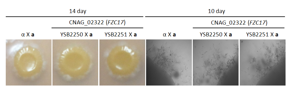 Mating phenotype for CNAG_02322T0
