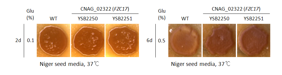 Melanin phenotype for CNAG_02322T0
