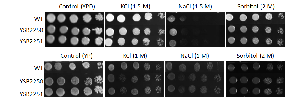 Osmotic stress phenotype for CNAG_02322T0