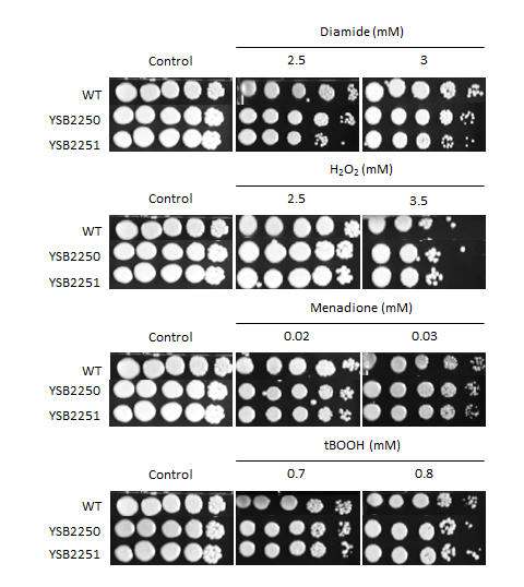 Oxidative stress phenotype for CNAG_02322T0