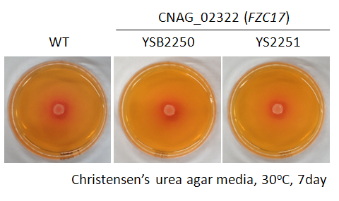 Urease phenotype for CNAG_02322T0