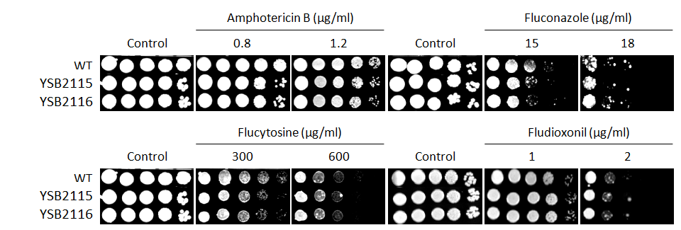 Antifungal drug susceptibility for CNAG_02364T0