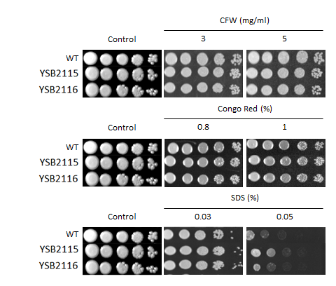 Cell wall stress phenotype for CNAG_02364T0