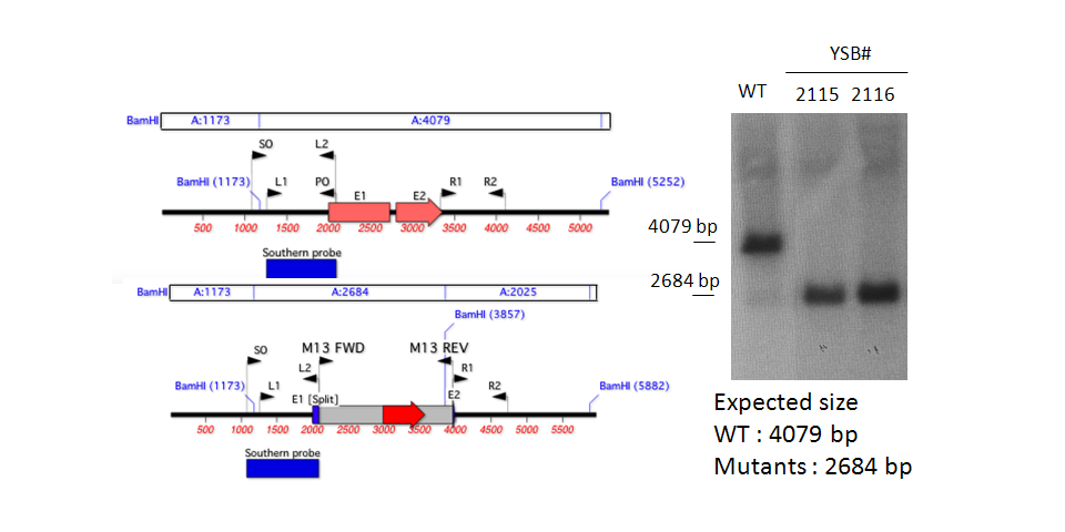Gene disruption strategy for CNAG_02364T0
