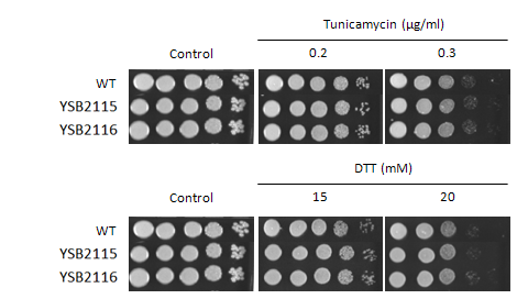 ER stress phenotype for CNAG_02364T0
