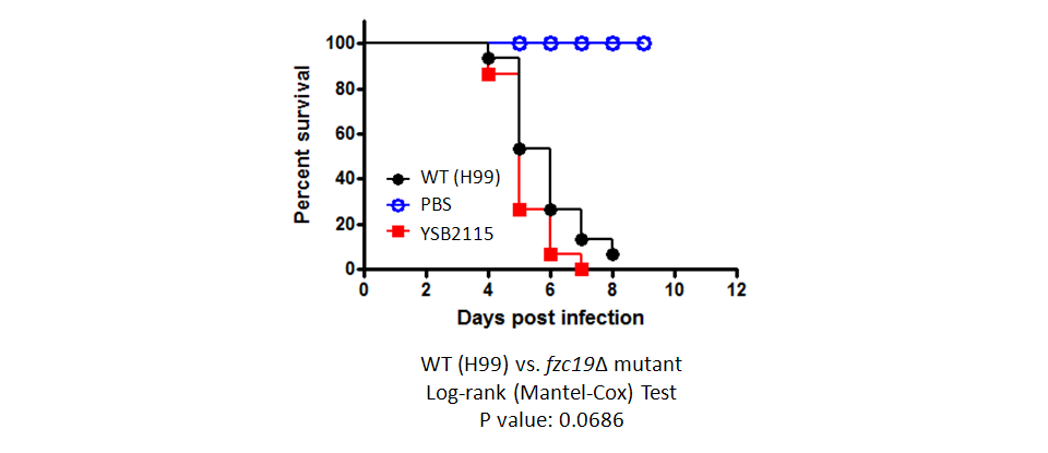 Galleria mellonella virulence data for CNAG_02364T0
