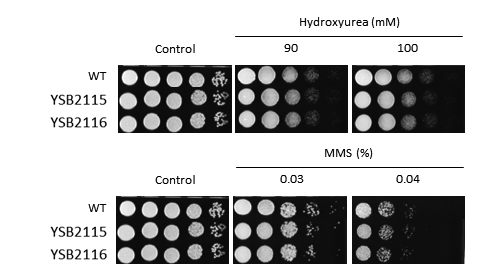 Genotoxic stress phenotype for CNAG_02364T0