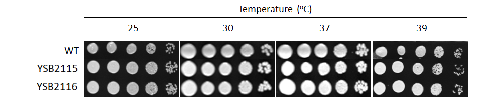 Growth phenotype for CNAG_02364T0