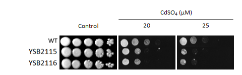 Heavy metal stress phenotype for CNAG_02364T0
