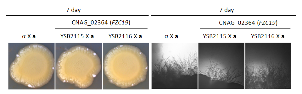 Mating phenotype for CNAG_02364T0