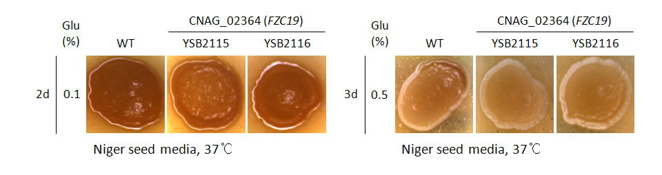 Melanin phenotype for CNAG_02364T0