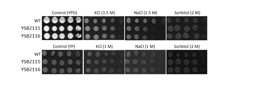 Osmotic stress phenotype for CNAG_02364T0