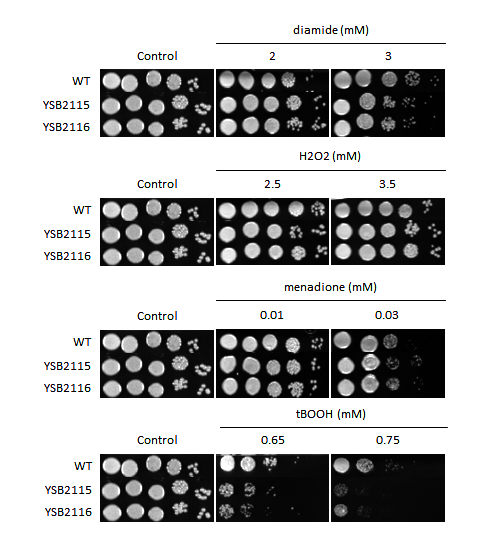 Oxidative stress phenotype for CNAG_02364T0