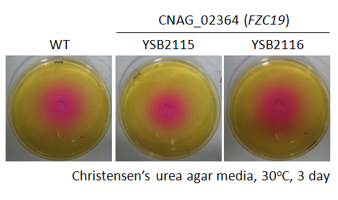 Urease phenotype for CNAG_02364T0