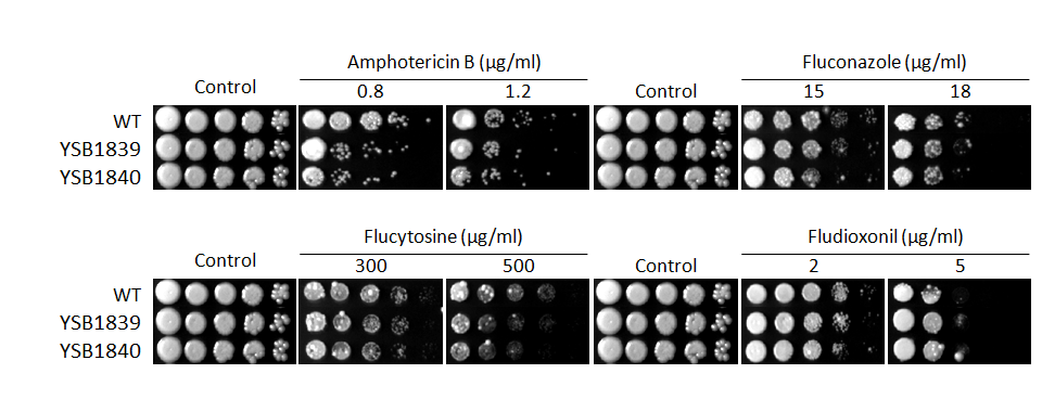 Antifungal drug susceptibility for CNAG_02435T0