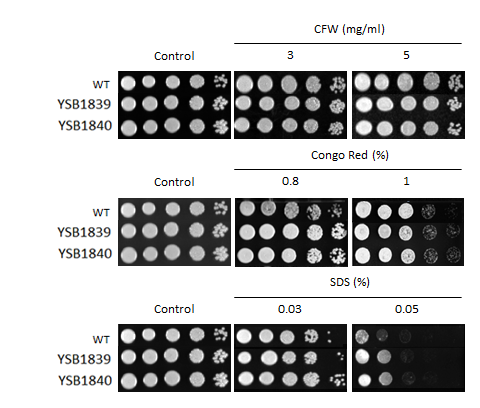 Cell wall stress phenotype for CNAG_02435T0