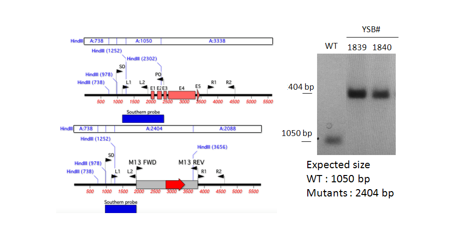 Gene disruption strategy for CNAG_02435T0