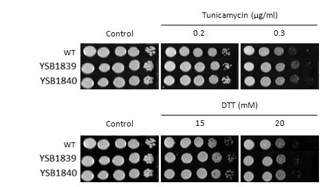 ER stress phenotype for CNAG_02435T0