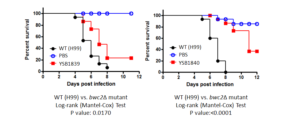 Galleria mellonella virulence data for CNAG_02435T0