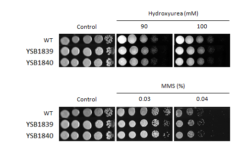 Genotoxic stress phenotype for CNAG_02435T0