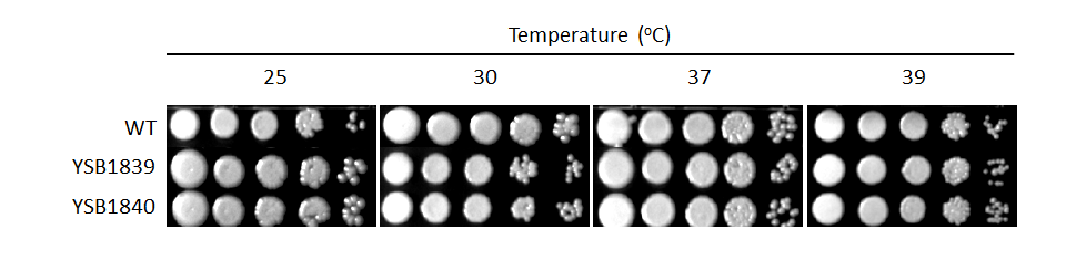 Growth phenotype for CNAG_02435T0