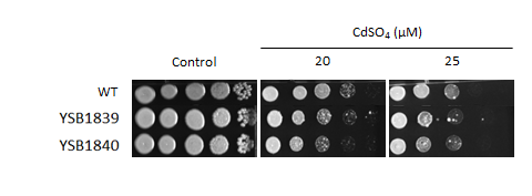 Heavy metal stress phenotype for CNAG_02435T0