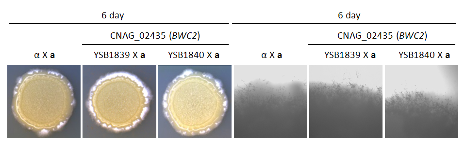 Mating phenotype for CNAG_02435T0