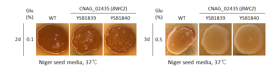 Melanin phenotype for CNAG_02435T0