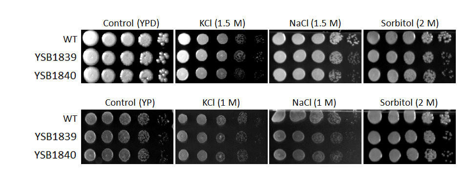 Osmotic stress phenotype for CNAG_02435T0