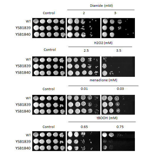 Oxidative stress phenotype for CNAG_02435T0