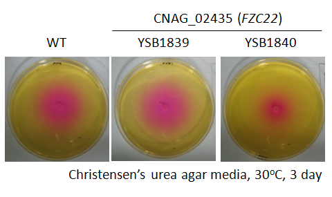 Urease phenotype for CNAG_02435T0