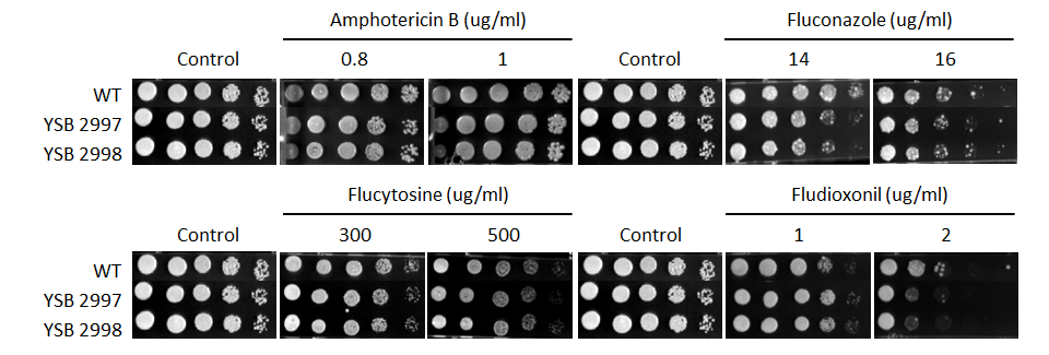 Antifungal drug susceptibility for CNAG_02476T1
