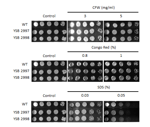 Cell wall stress phenotype for CNAG_02476T1