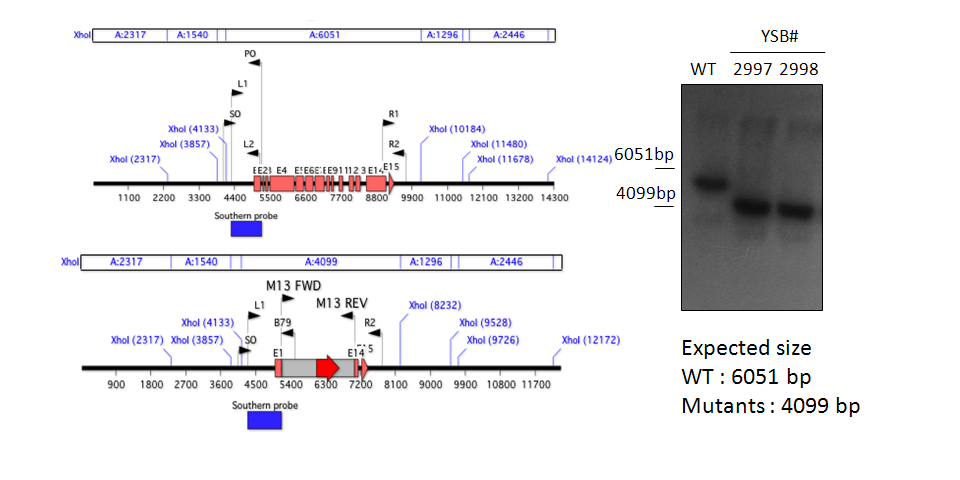 Gene disruption strategy for CNAG_02476T1