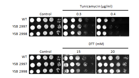 ER stress phenotype for CNAG_02476T1