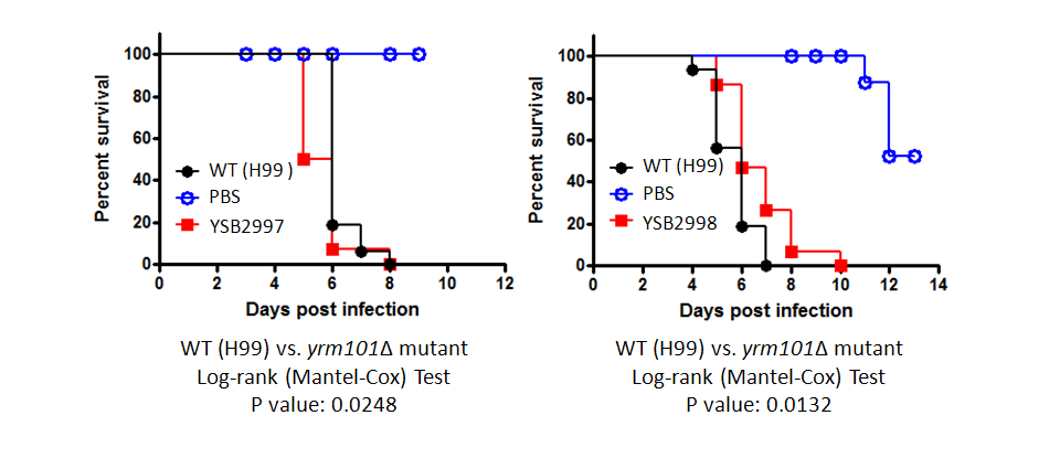Galleria mellonella virulence data for CNAG_02476T1