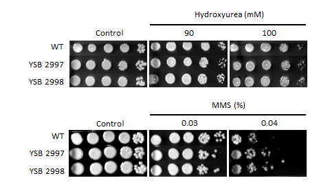 Genotoxic stress phenotype for CNAG_02476T1