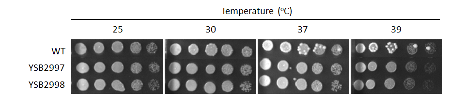 Growth phenotype for CNAG_02476T1