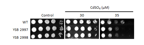 Heavy metal stress phenotype for CNAG_02476T1