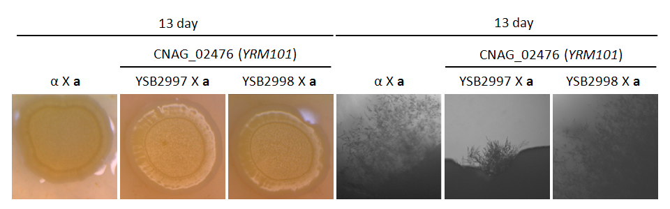 Mating phenotype for CNAG_02476T1