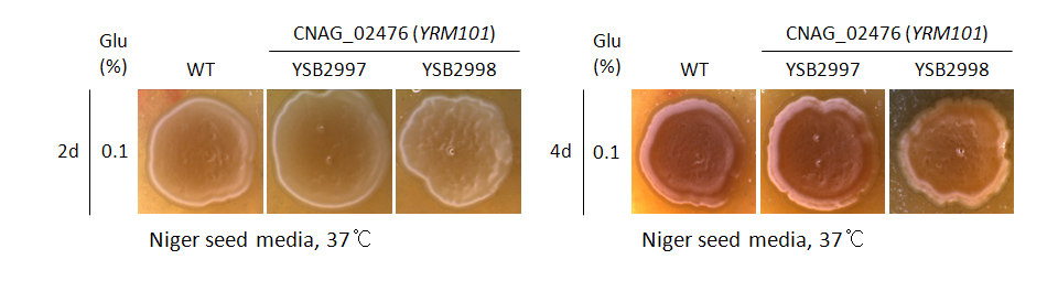 Melanin phenotype for CNAG_02476T1
