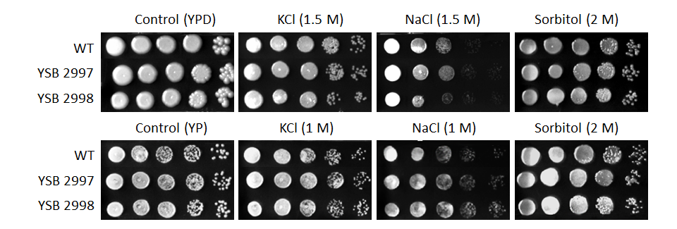 Osmotic stress phenotype for CNAG_02476T1