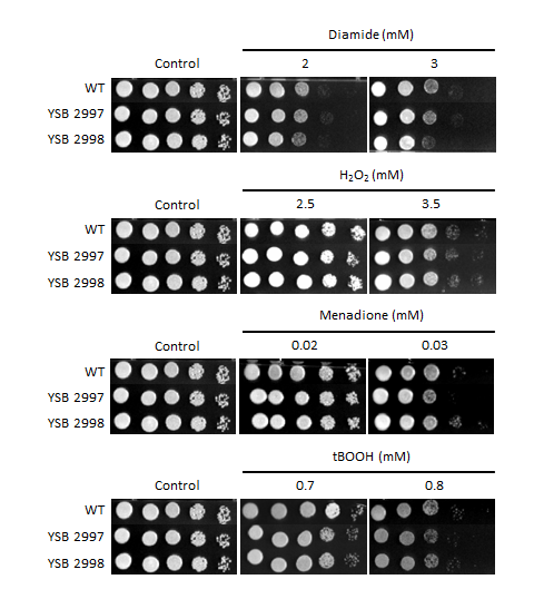 Oxidative stress phenotype for CNAG_02476T1