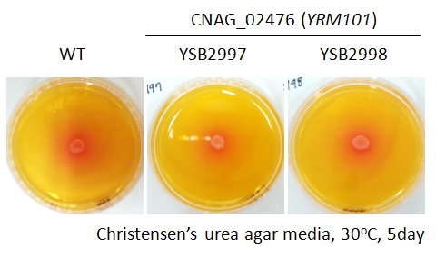Urease phenotype for CNAG_02476T1