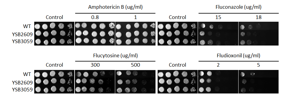 Antifungal drug susceptibility for CNAG_02516T2