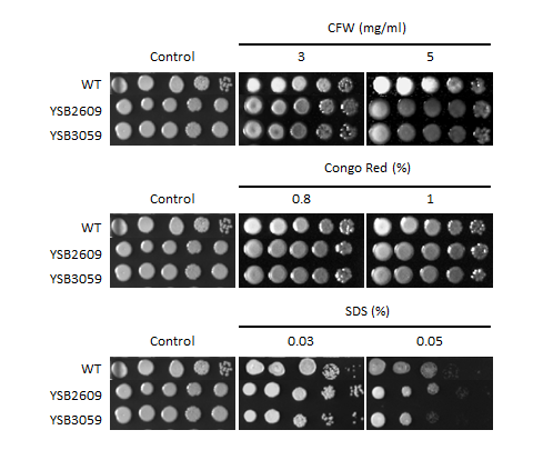 Cell wall stress phenotype for CNAG_02516T2
