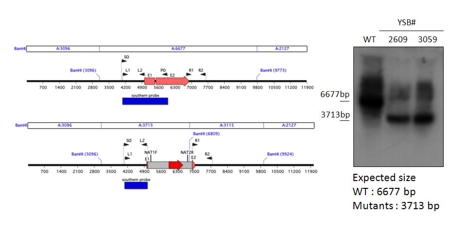 Gene disruption strategy for CNAG_02516T2