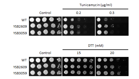 ER stress phenotype for CNAG_02516T2