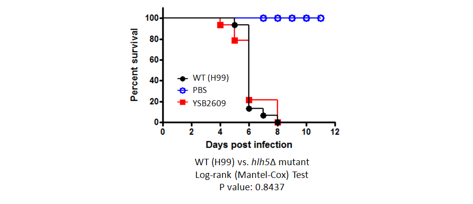 Galleria mellonella virulence data for CNAG_02516T2