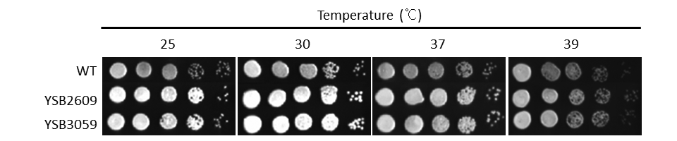 Growth phenotype for CNAG_02516T2